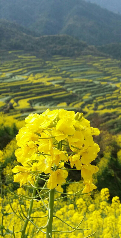 【叁月花开】油菜花——花语：加油。＊油菜花开，开满思念的海洋。是谁用柔美的姿态荡起双桨，笑靥陶醉了蝴蝶，也陶醉了梦想。