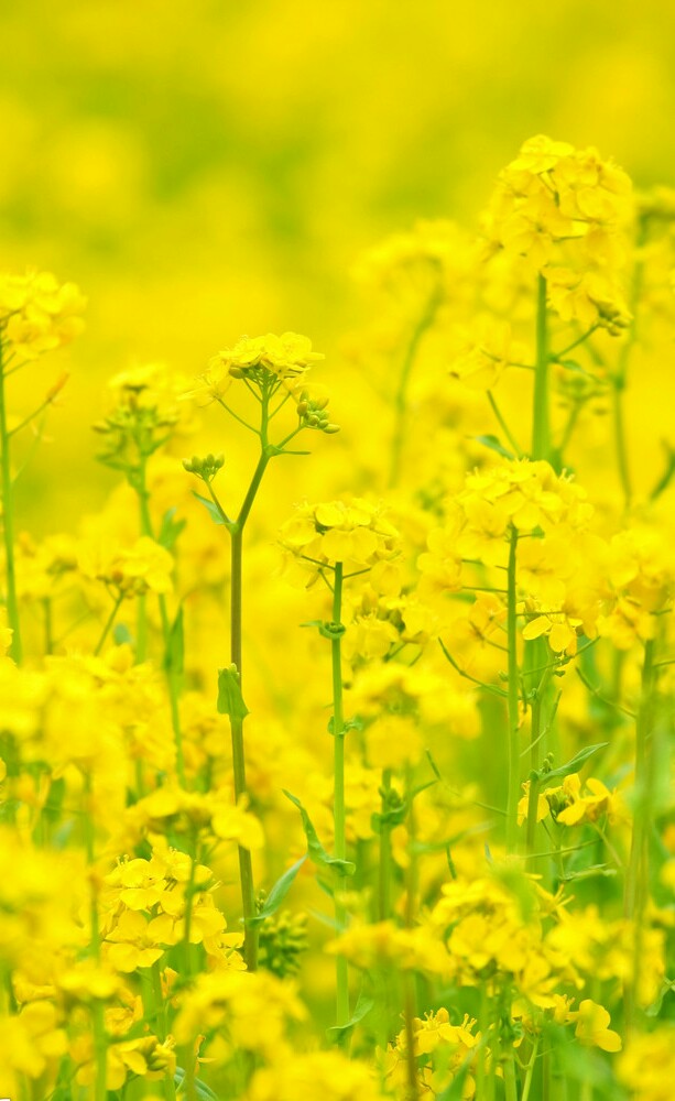 【叁月花开】油菜花——花语：加油。＊油菜花开，开满思念的海洋。是谁用柔美的姿态荡起双桨，笑靥陶醉了蝴蝶，也陶醉了梦想。