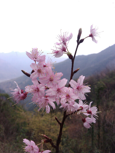 野生樱桃花