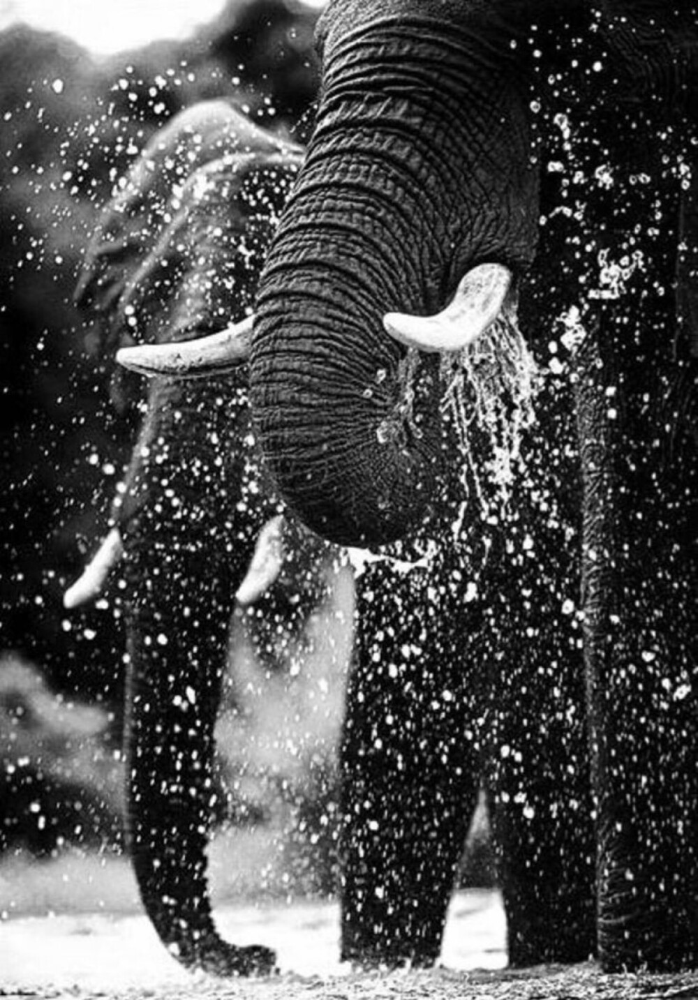 『 自然界最纯粹的颜色 -- 黑与白 』