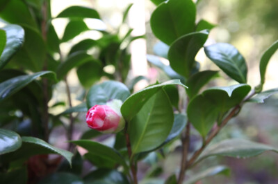 娇艳的花朵。原创。