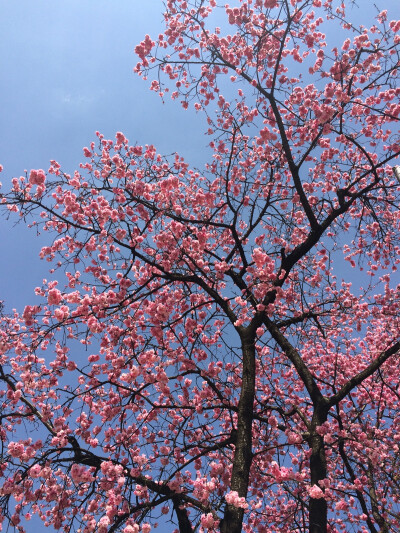 春天也是樱花盛开的季节。原创。