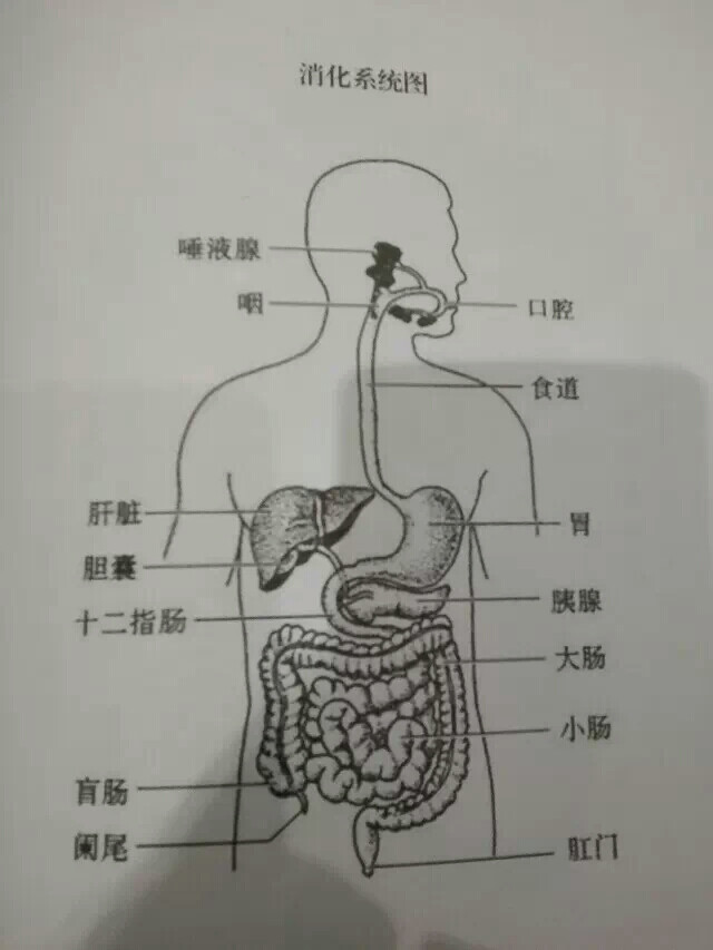 脏腑