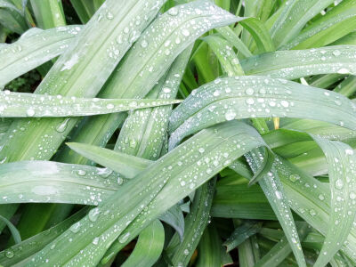 雨后初晴的早晨，看到门前的金针花叶子上面的水珠，不知道是昨夜残留的雨滴，还是今早的露珠，在太阳光的照射下金光闪闪，五光十色，好吧，再多的形容词也无法表达它们的美丽，唯有记录，以待日后怀念