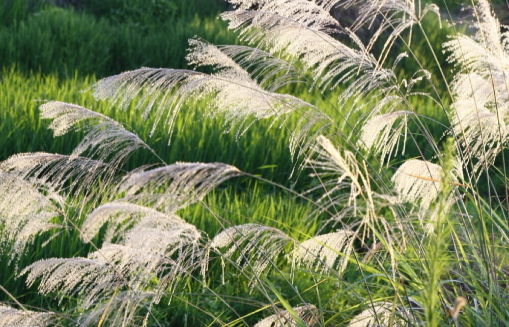 芦苇，多年水生或湿生的高大禾草，生长在灌溉沟渠旁、河堤沼泽地等，世界各地均有生长，芦叶、芦花、芦茎、芦根、芦笋均可入药。