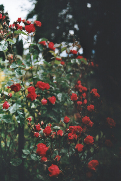 我们是微茫的存在，折射出心里每一丝憧憬和每一缕不甘