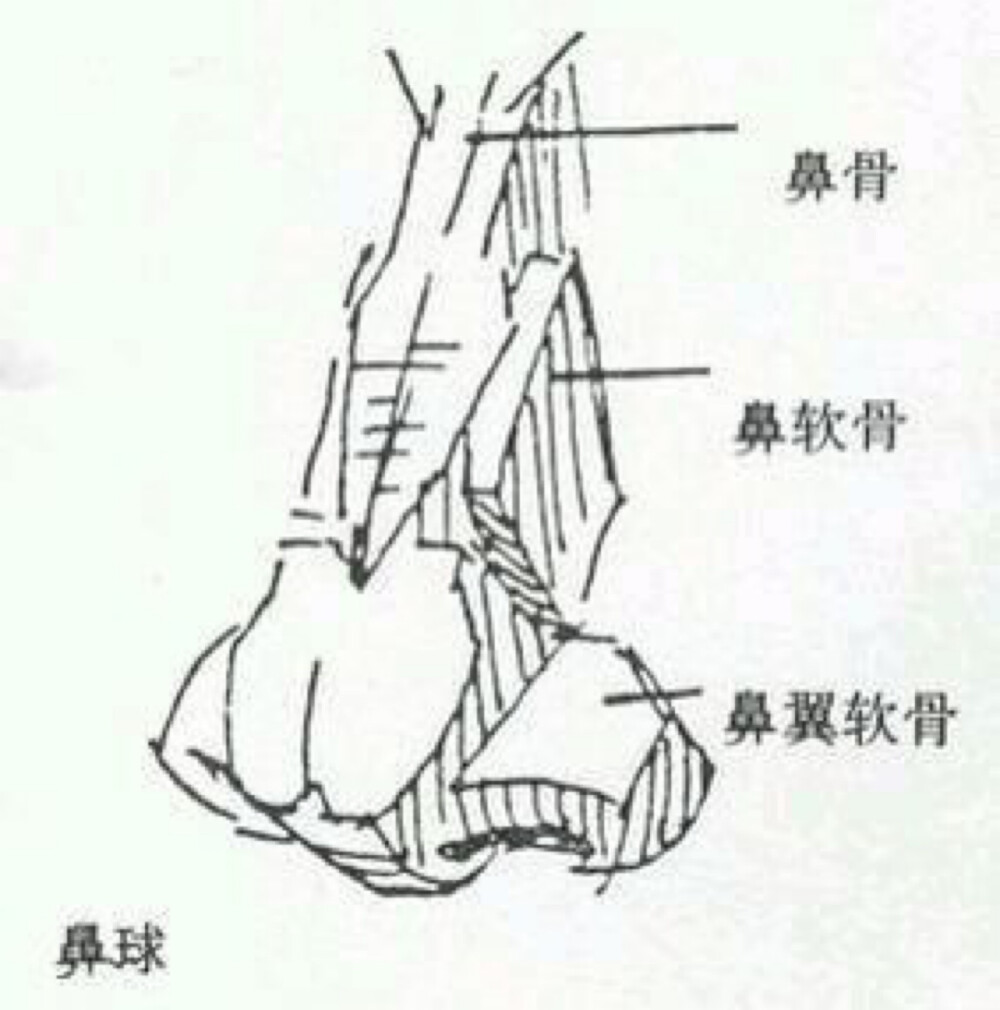 鼻子