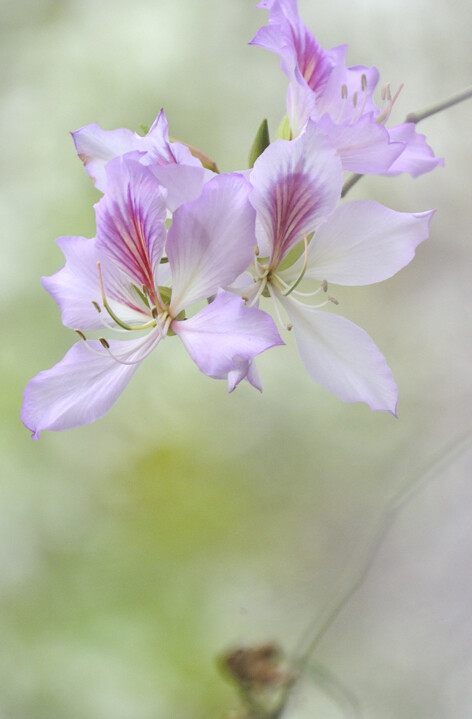 【叁月花开】紫荆花——花语：亲情、和睦、家业兴旺。＊紫?；恢χ?，一匝匝，如染、如画。颠沛流离中，漂泊的心中有几多牵挂。