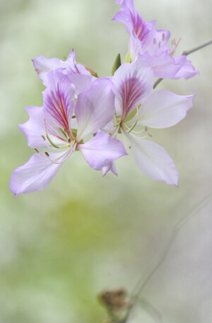 【叁月花开】紫荆花——花语：亲情、和睦、家业兴旺。＊紫荆花开，一枝枝，一匝匝，如染、如画。颠沛流离中，漂泊的心中有几多牵挂。