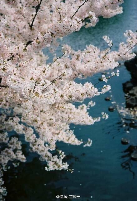 古风 落花流水 清新淡雅