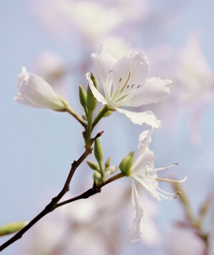 【叁月花开】紫荆花——花语：亲情、和睦、家业兴旺。＊紫荆花开，一枝枝，一匝匝，如染、如画。颠沛流离中，漂泊的心中有几多牵挂。