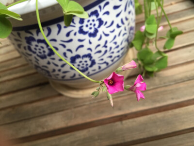 春天来了，野草都开花了