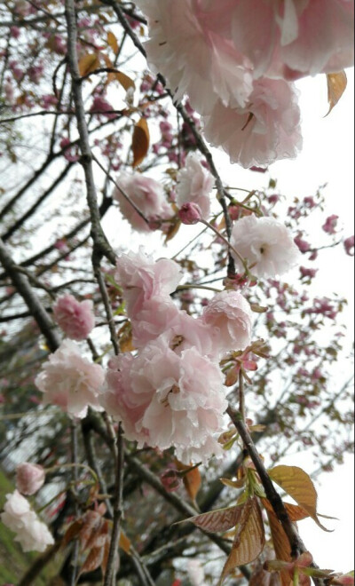 浪漫樱花