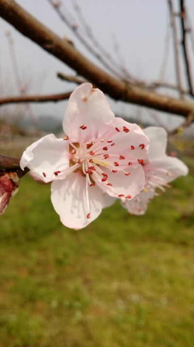 桃花朵朵开