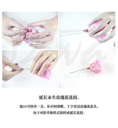 玻璃花房（永生花DIY）——DIVA永生花礼