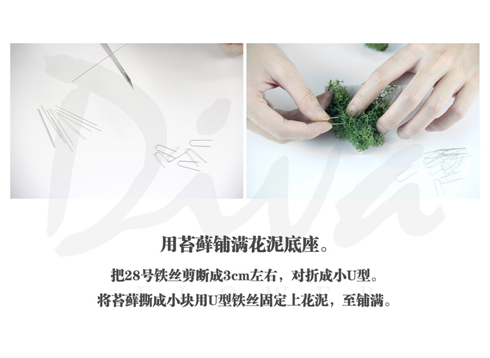 玻璃花房（永生花DIY）——DIVA永生花礼