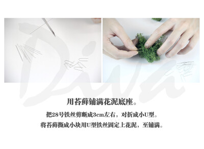 玻璃花房（永生花DIY）——DIVA永生花礼