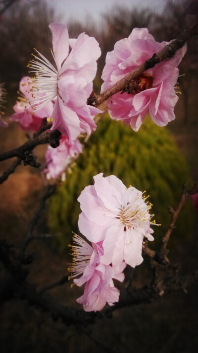 这是桃花还是樱花。。但春天总是美的。。