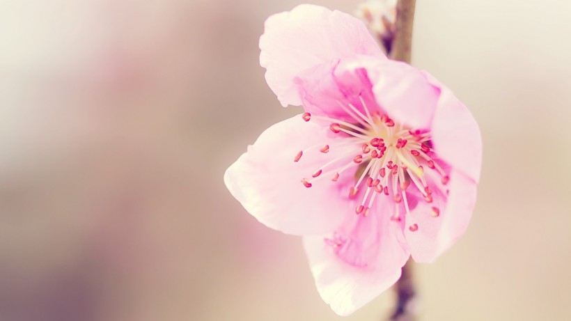 【叁月花开】桃花——花语：爱情的俘虏。＊灼灼桃花，三千繁华。