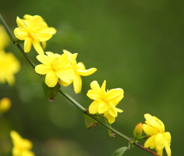 【叄月花開】迎春花——花語:相愛到永遠.