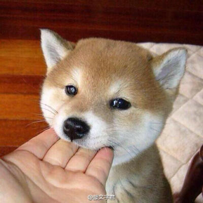 【大菇凉】【世界的软肋】秋田犬 狗 萌物 萌宠 可爱 萌 呆软 动物