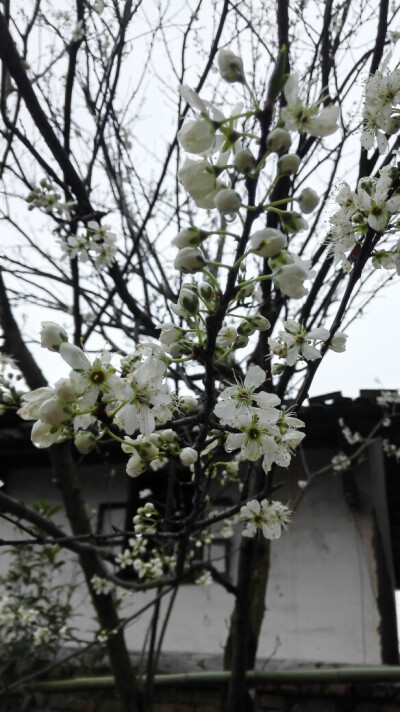 梨花带雨