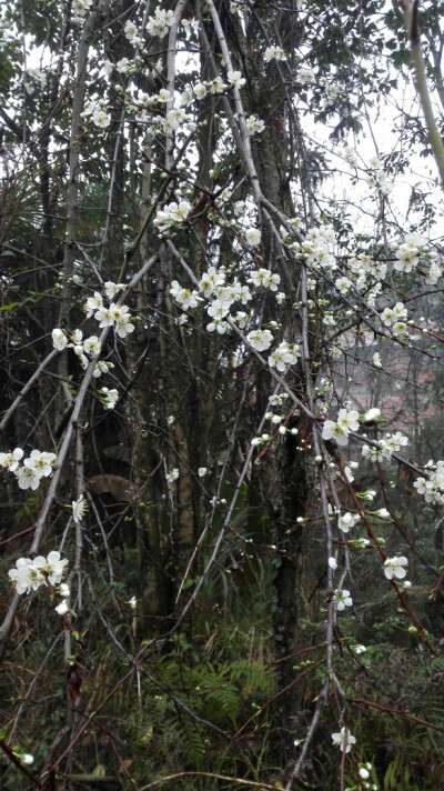 阳春白雪俏梨花