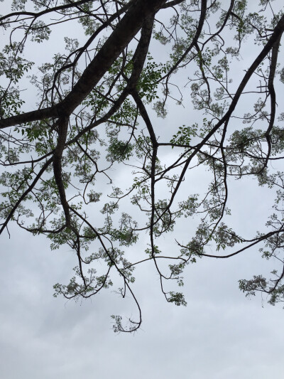 春