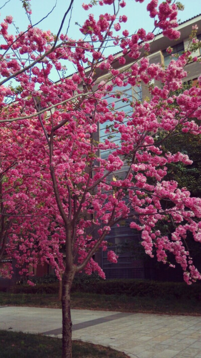 樱花季