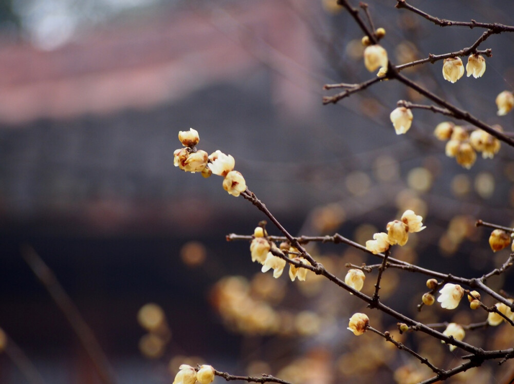 尤记得几年前窗前那株