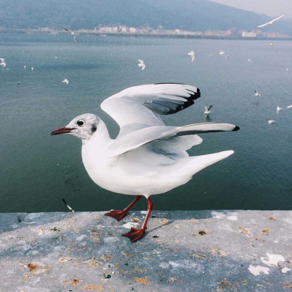 红嘴鸥