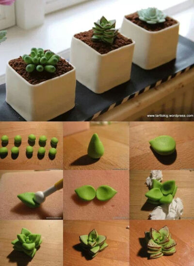 Clay succulents