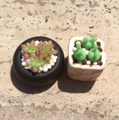 Clay succulents