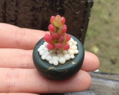 Clay succulents