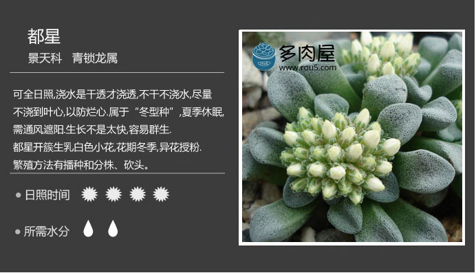 都星 多肉植物图鉴 http://www.rou5.com/duoroutujian/2015/0313/580.html