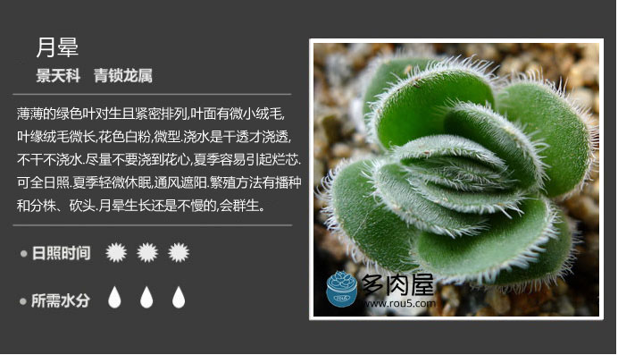 月晕 多肉植物图鉴http://www.rou5.com/duoroutujian/2015/0313/575.html