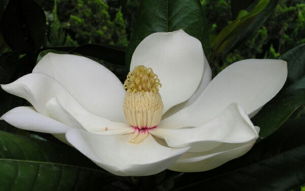 【叁月花开】广玉兰(洋玉兰/荷花玉兰)——花语：生生不息、世代相传。＊半盏烟笼寒月色，梦入芳华青丝香。春秋几度花倾城，三千墨色映玉兰。