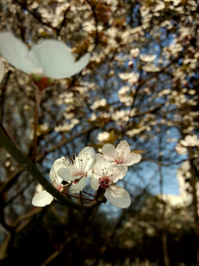 花开花谢几个春。