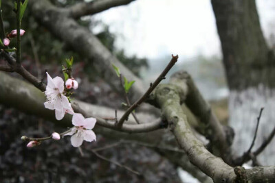 三月桃花。