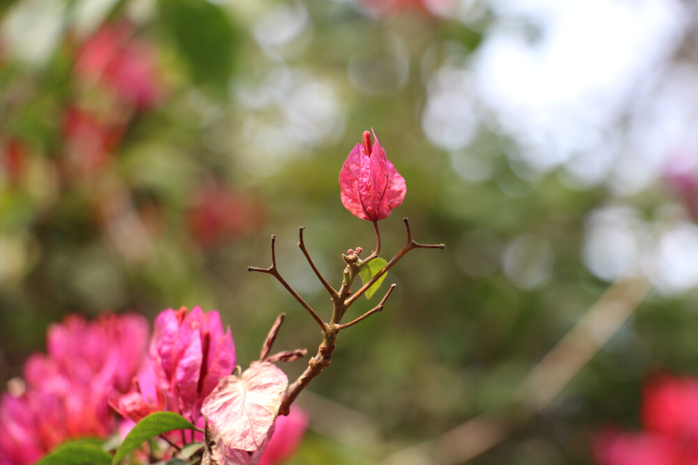 原创摄影，花花草草，厦门文化铁路公园