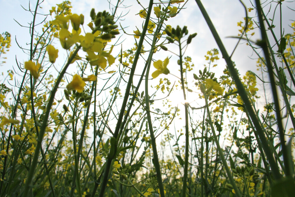 原创，花花草草，沂洋的油菜花