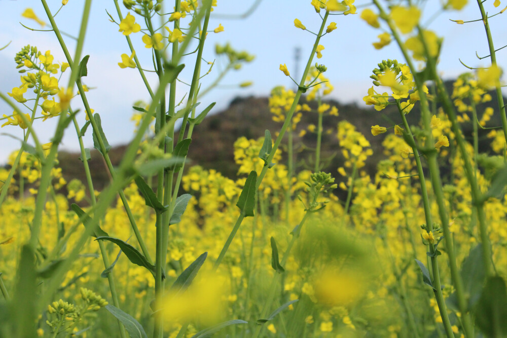 原创，花花草草，沂洋的油菜花