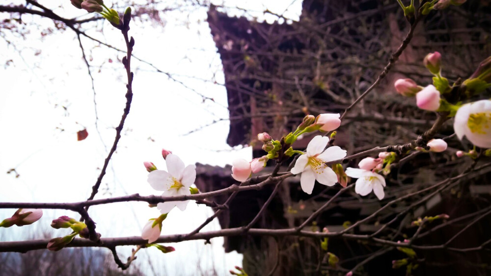 现在的青龙寺真美。。。