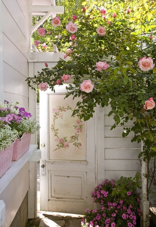 玫瑰 月季 蔷薇 开在我窗前门外院子里