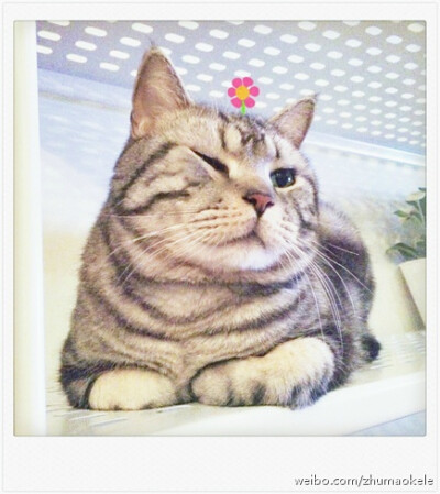 【大菇凉】【世界的软肋】猪可 @猪猫可乐 猫 萌物 萌宠 可爱 萌 呆软 动物