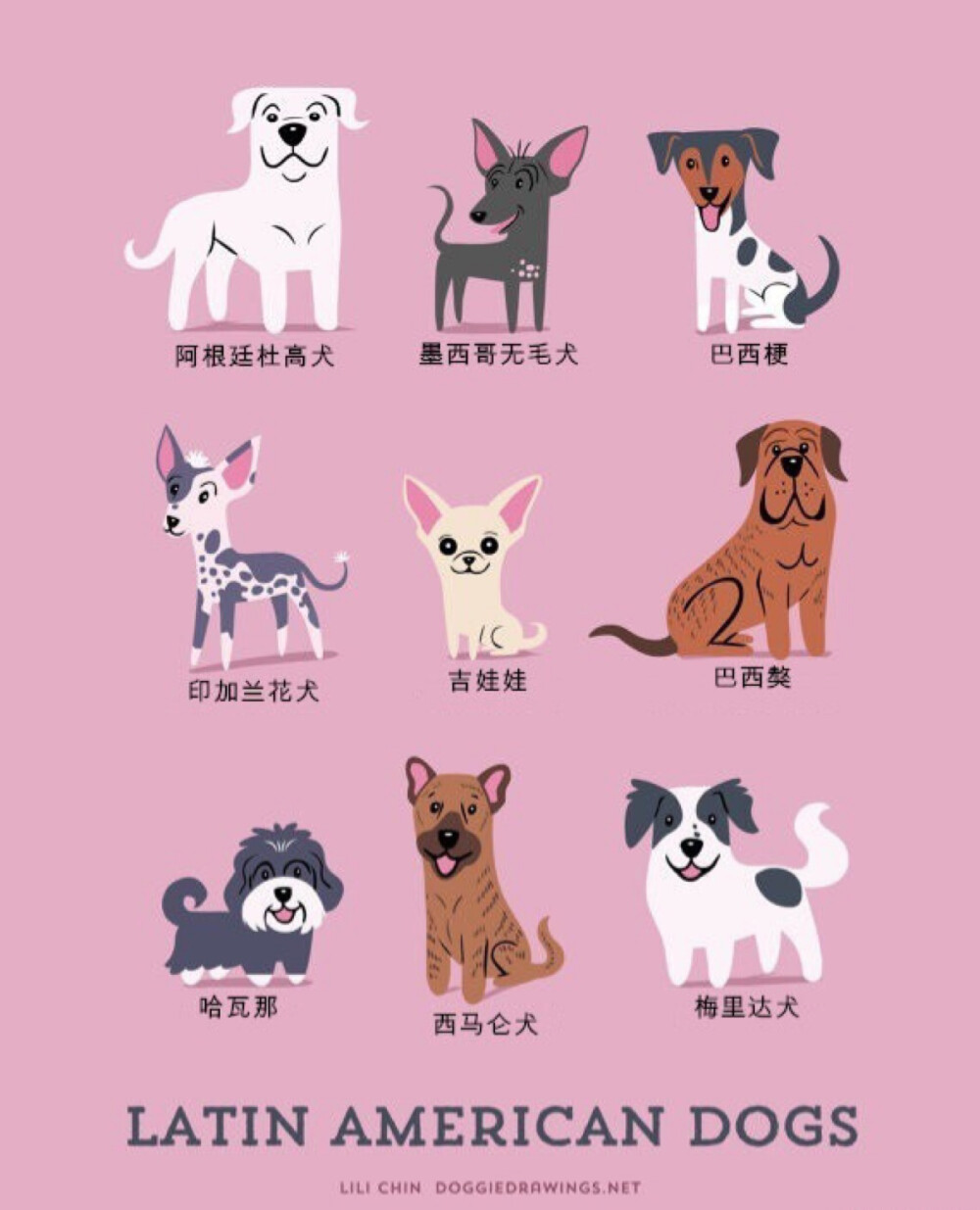 3 世界名犬图鉴。插画家 Lili Chin从2014年夏天开始画了200多只来自世界各地我们最喜欢的类型的狗，她展示出了一个狗的世界，这是192只犬品种的集合。它们的地理位置、国家分布，海报具有说明功能，卡通风格突出每只狗的独特外观。