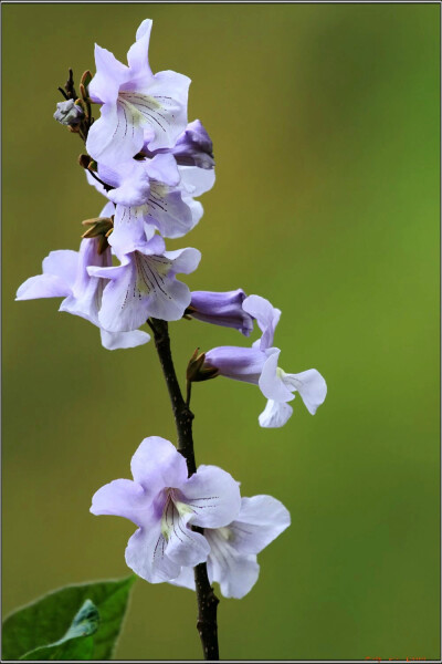 【叁月花开】泡桐花(皇后树、紫花树、桐木树)——花语：永恒的守侯/期待你的爱。＊I'm looking forward to you even though I do not know you before.我期待你的到来，尽管我还没遇见你。