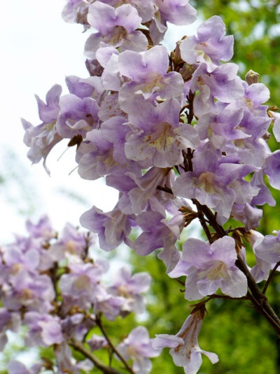 【叁月花开】泡桐花(皇后树、紫花树、桐木树)——花语：永恒的守侯/期待你的爱。＊I'm looking forward to you even though I do not know you before.我期待你的到来，尽管我还没遇见你。