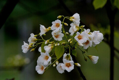 【叁月花开】泡桐花(皇后树、紫花树、桐木树)——花语：永恒的守侯/期待你的爱。＊I'm looking forward to you even though I do not know you before.我期待你的到来，尽管我还没遇见你。