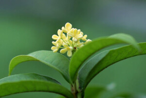 【叁月花开】月桂(香叶树)——花语：蛊惑。＊那年谁画西楼，墨一世砚未收，琉璃月桂枝头，恰似春水流。